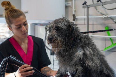 Hundepfleger trocknet die Haare eines frisch gebadeten Hundes