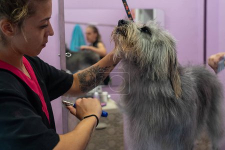 Canine groomer combing a dog