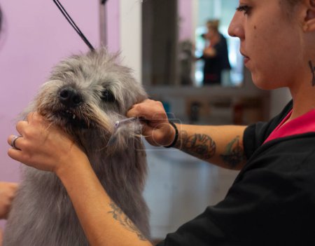 Dog being combed at a dog groomer