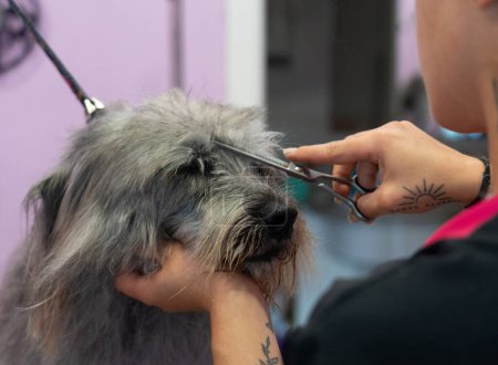 Frau schneidet einem grauen Hund im Hundesportwagen Haare aus dem Gesicht