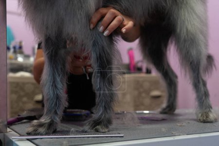 Las manos de las mujeres cortando el pelo de las patas de un perro en un peluquero de perros