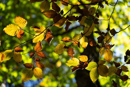 Hintergrund der Herbstblätter von der Sonne erleuchtet