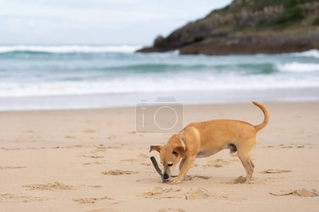 Kleiner Hund spielt mit Stock am Strand ohne Menschen