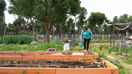 Mature woman watering in a community organic garden