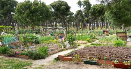 Community organic garden in a city