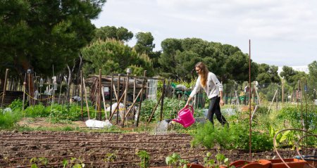 Caucasian woman watering in a community organic garden