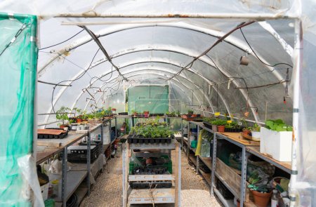 Small greenhouse of a community garden seen from the inside. greenhouse background