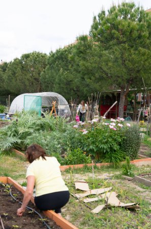Jardín ecológico cooperativo de vecindad con mujeres cultivando y un pequeño invernadero. Fondo de jardín comunitario orgánico