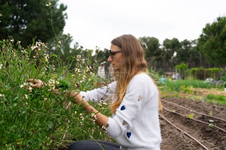 Woman harvesting arugula in a community organic garden