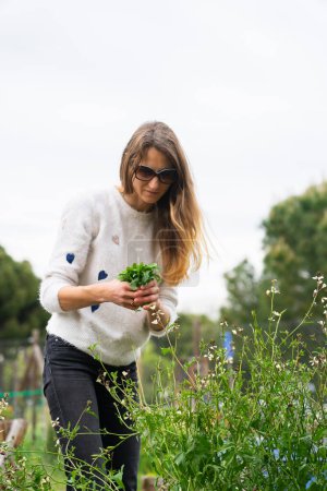 Caucasian woman harvesting arugula in an urban garden