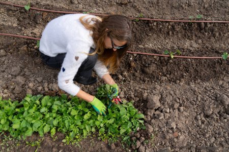 Woman picking radishes in a community garden seen from above