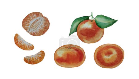 Vector fragrant tangerines in different angles with leaves and slices of tangerines, component of the New Year isolated on a white background watercolor drawing