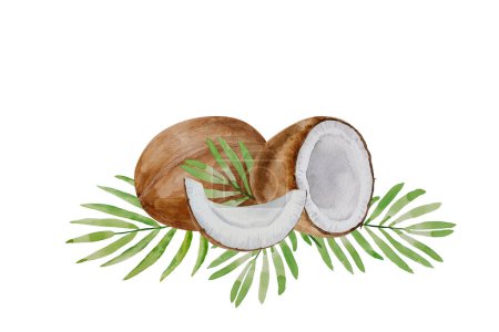 Vector-Aquarell tropische Kokosnussfrüchte, frische reife Kokosnuss- und Palmblätter, handgemalt auf Papier, weißer Hintergrund, für Design, Hintergründe