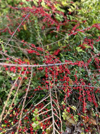 Téléchargez les photos : Baies rouges d'un arbre dans le jardin, Baies rouges, bio, vert, plantes en bois, photo, macroscopique - en image libre de droit