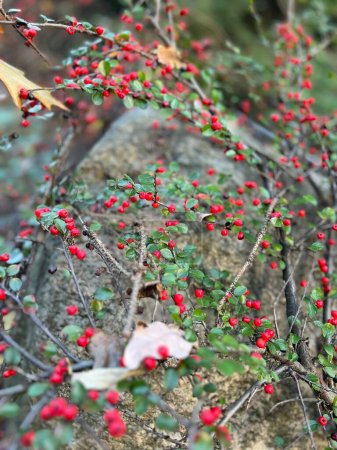 Téléchargez les photos : Baies rouges sur un arbre, nature, bois, bio, baies rouges reposent sur une pierre - en image libre de droit
