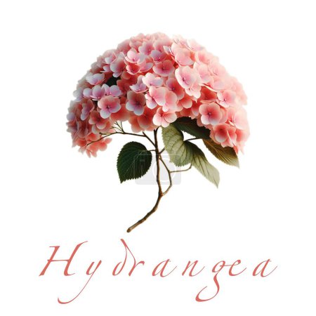 beautiful  pink flower with leaves. Hydrangea flower. 