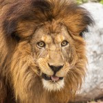 A male lion smirking.