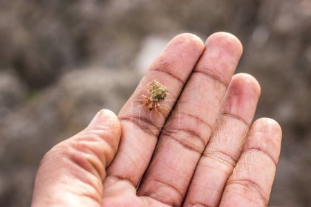 A hermit crab on a human hand.