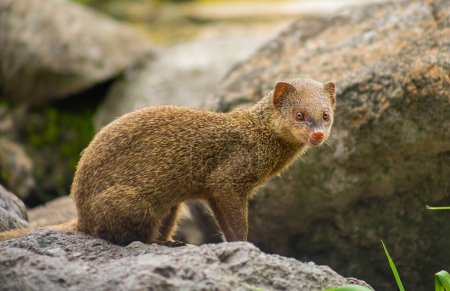 An angry mongoose on a rock.