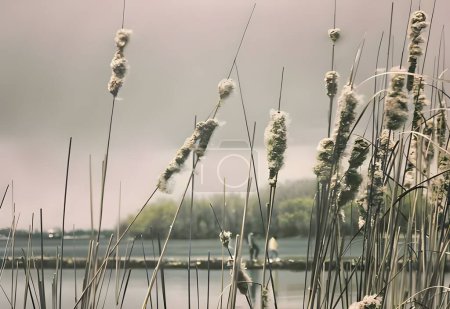 Reeds on the lake before a thunderstorm