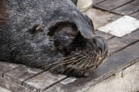 Téléchargez les photos : Portrait d'un lion de mer, Otaria Flavescens, dormant sur le quai dans le port - en image libre de droit