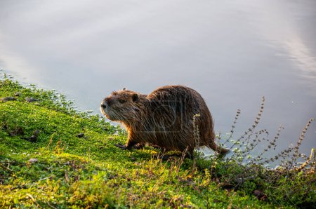 Photo for Creole otter or Myocastor coypus coming out of a lagoon - Royalty Free Image