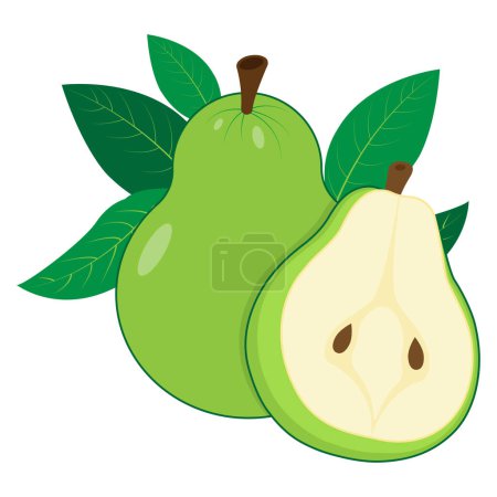 This is a vector illustration of two green pears with leaves on a white background. The pears are plump and juicy, and they have a realistic texture. The leaves are a deep green color, and they are arranged in a way that frames the pears nicely.