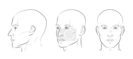 Illustration for Man face portrait three different angles and turns of a male head. Bald hairless man. Close-up vector line sketch. Set of different view front, profile, three-quarter of a boy - Royalty Free Image