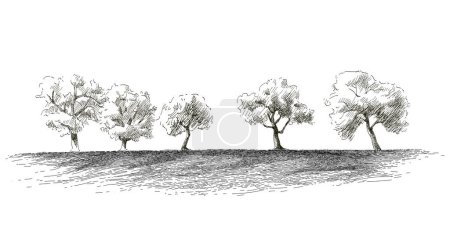 Illustration for Grass on the fields hill landscape. Set of fruit trees: olive, apple, plum, apricot. Orchard, grove. Vector realistic black and white vintage sketch illustration - Royalty Free Image