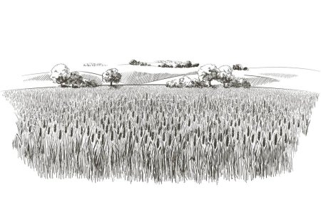Téléchargez les illustrations : Paysage rural d'été un champ de blé mûr sur les collines et les dales en arrière-plan. A arbres, plantes, panorama forestier. Illustration aquarelle vectorielle dessinée à la main
. - en licence libre de droit