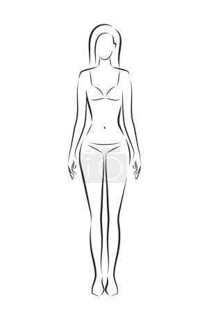 Ilustración de Cuerpo de mujer. Vector de longitud completa chica de pie retrato. Conjunto de hembras positivas para el cuerpo. Diferentes figuras posando. Silueta de moda esquema ilustración - Imagen libre de derechos