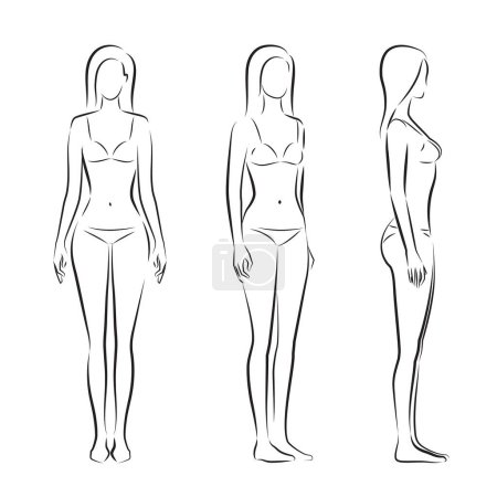 Illustration for Woman body. Full-length standing portrait. Set of body-positive female. Five angles figure front, 3 of 4, side views shape. Vector fashion silhouette outline line illustration - Royalty Free Image