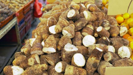 Téléchargez les photos : Tas de racines de taro frais au marché traditionnel. fruits laids. - en image libre de droit