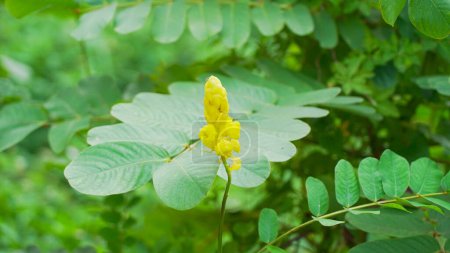 Belles fleurs jaunes de Senna alata avec fourmis, teigne, teigne, bougie, couteau de fer fruit