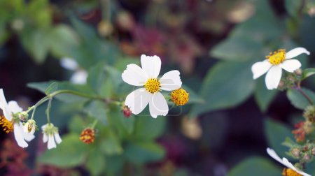 Nahaufnahme von Bidens Alba: Weiße Blumen auf grünem Hintergrund