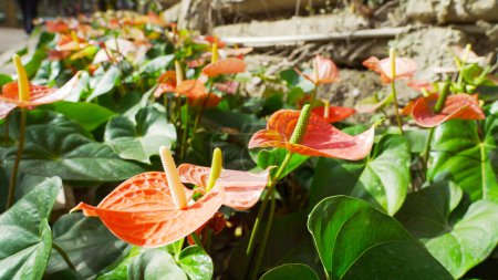 Anthurium andraeanum at park, a flowering plant in family Araceae that is native to Colombia and Ecuador.