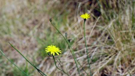 Photo for Yellow catsear flower in the grass - catsear (Hypochaeris radicata) - Royalty Free Image