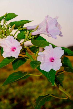 Téléchargez les photos : Vue rapprochée des fleurs de chou frisé sauvage avec des rizières en arrière-plan. - en image libre de droit