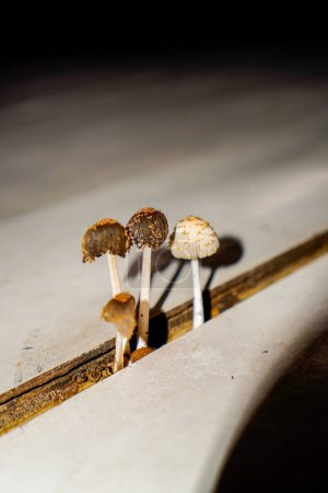 Close-up view of mushrooms growing in gaps in wooden planks.