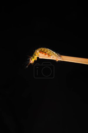 close up view of a caterpillar on the end of a stick on a black background.