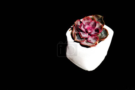 pink cactus flowers in a small white pot on a black cloth