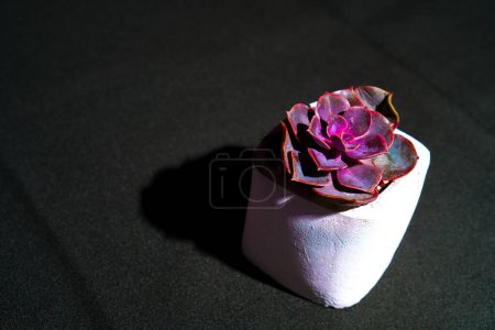 pink cactus flowers in a small white pot on a black cloth
