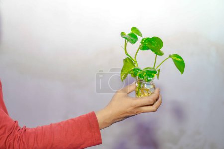 hand holding a pothos plant in a jar on a white background.