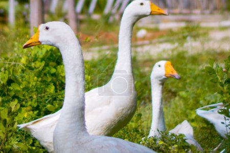 a group of geese gathering in a farm field. 