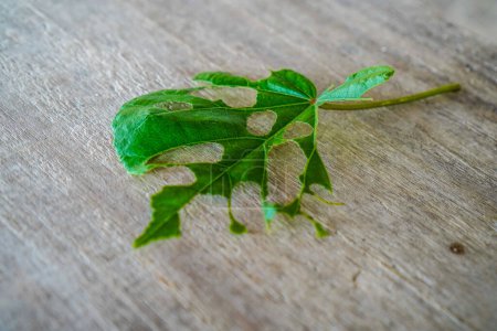 Photo for Close-up view of leaves eaten by caterpillars lying on a wooden table. - Royalty Free Image