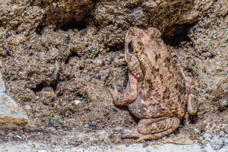 a frog camouflaged between the walls of a damaged building with empty space for photocopying.
