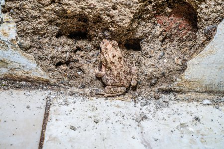 ein Frosch getarnt zwischen den Wänden eines beschädigten Gebäudes mit leerem Raum zum Kopieren.