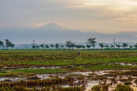 Panoramic view of rice fields after harvest with the sunrise in the background next to the mountain. isolated with empty space.