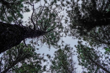 vista inferior de un árbol de goma contra el cielo.