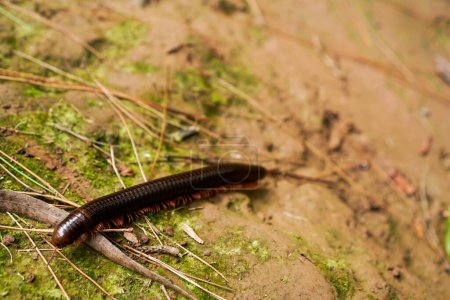 Millipedes walk on the ground with dry twigs as a barrier to travel.